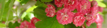 Hawthorne in spring bloom